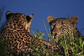 Tintswalo Safari