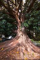 Fig Tree Motel