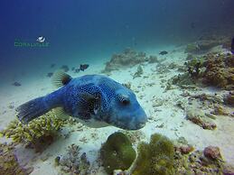 Rasdhoo Coralville