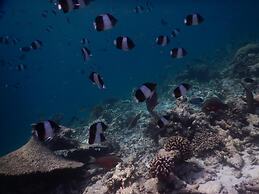 Rasdhoo Coralville