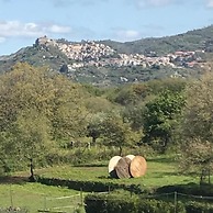 Il Tanaceto