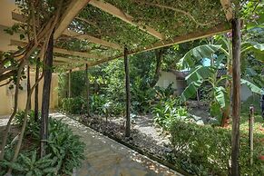 Buttonwood Belize