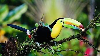 Mariposa Jungle Lodge