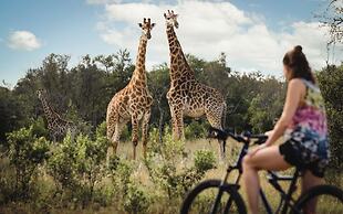 Zebras Crossing Lodge