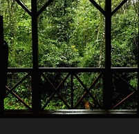 Selva de Laurel