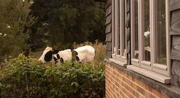 Bull Farm Studios