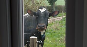 Bull Farm Studios
