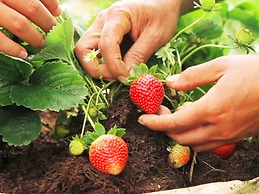 Bagus Agro Pelaga