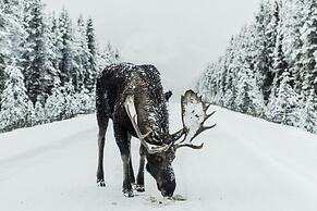 Abisko Guesthouse  & Activities