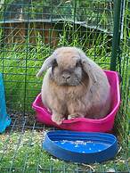 Watership Down Inn