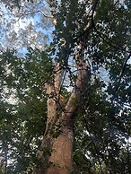 Finca Avellanas