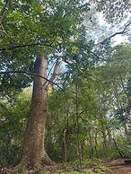 Finca Avellanas