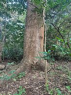 Finca Avellanas