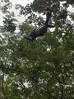 Finca Avellanas