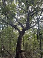 Finca Avellanas