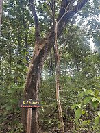 Finca Avellanas