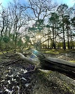 Oak Tree Rooms
