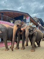 Elepath Lodge - Pinnawala