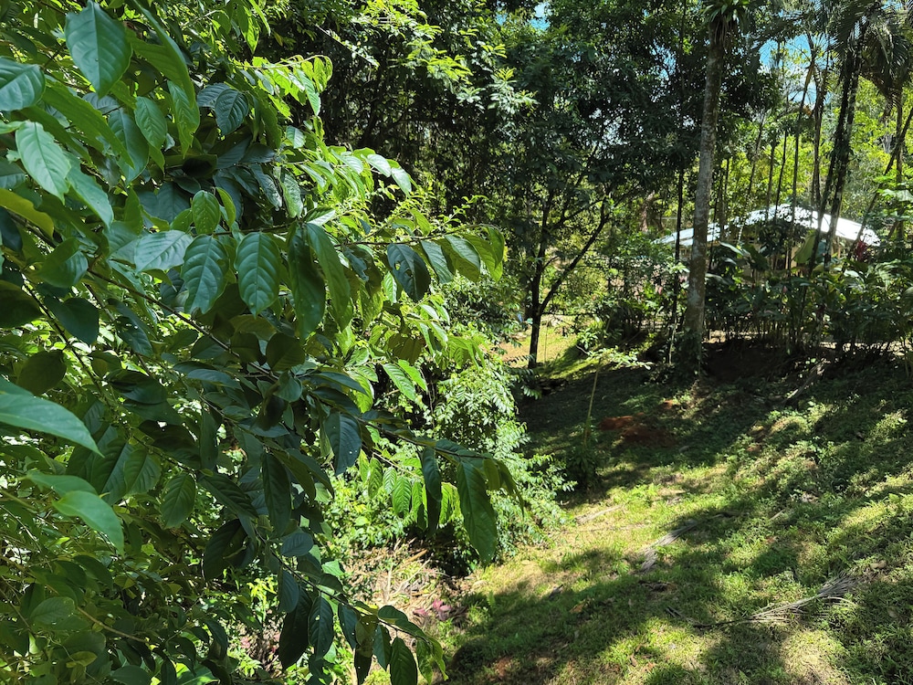 Oro Verde Lodge