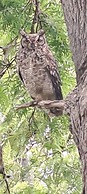 Owl Cottage
