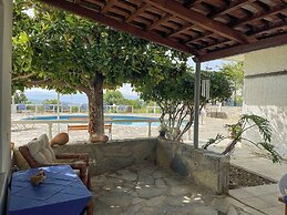 Rose Of Crete