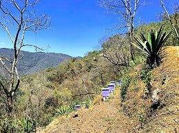 Finca El Tambor