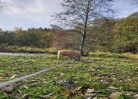 Charming Holiday Home With Private Pool