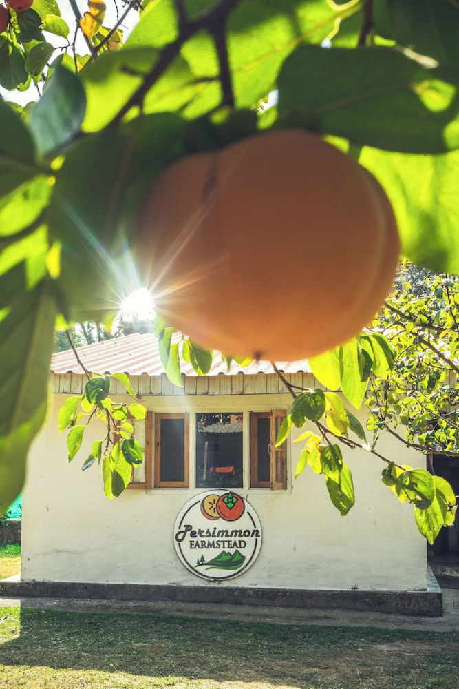 Persimmon Farmstead