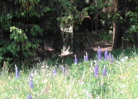 Comfortable Apartment in Nemojov Near Forest