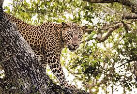 Epic Wild Wilpattu