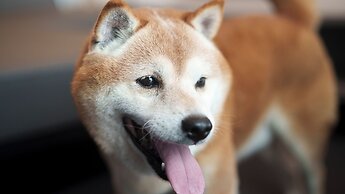 DOG HOTEL SHIRAHAMA