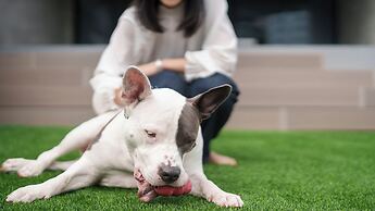 DOG HOTEL SHIRAHAMA