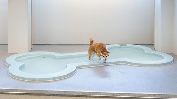 DOG HOTEL SHIRAHAMA