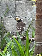 Baan Debtida