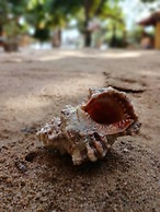 Alankuda Dolphin Village
