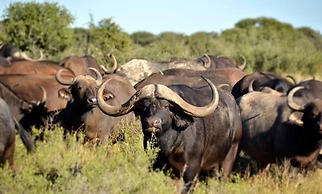 Gamagara Africa private nature reserve