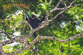 Bugoma Jungle Lodge