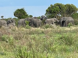 AMENITY TOURS & CAMPING - SERENGETI