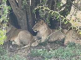 AMENITY TOURS & CAMPING - SERENGETI