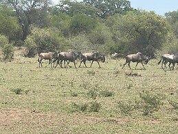 AMENITY TOURS & CAMPING - SERENGETI