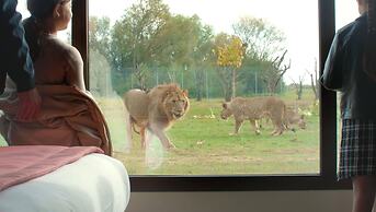 Le royaume des Lions