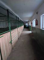ESCUS HORSES