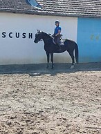 ESCUS HORSES