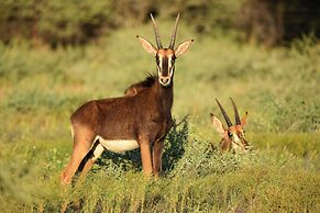 Naka Luxury Safari Lodge
