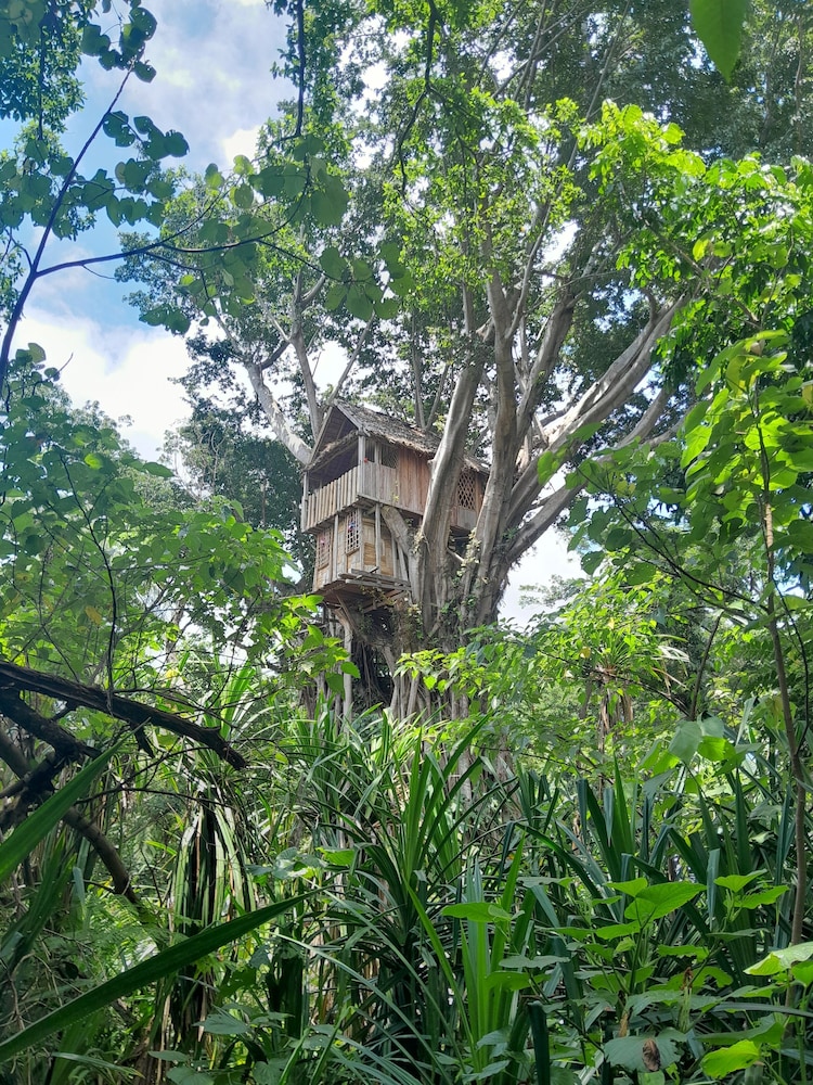 Glowing view tree house and Bangalow