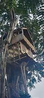 Glowing view tree house and Bangalow