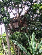 Glowing view tree house and Bangalow