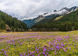 Superior Chalet mit 4 Schlafzimmern & Wellness