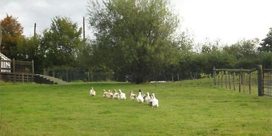 Accessible Friendly Farm Stay
