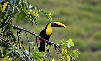 The Mango Tree Villas and Spa